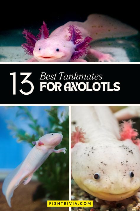 Learn which aquatic companions are safe and beneficial for sharing space with your unique pet, ensuring a harmonious and healthy tank setting. Perfect for keepers aiming to enhance their axolotl's habitat with compatible friends. Pin this for your quick guide to a balanced and joyful axolotl aquarium! 🌊🍃 Axolotl Tank Setup Ideas, Names For Axolotls, Cool Axolotl Tanks, Axolotl Aquarium Ideas, Axolotl Tank Ideas Aquarium, Axolotl Tank Ideas, Axolotl Stuff, Pet Axolotl, Axolotl Care