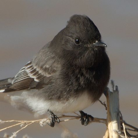 Black Phoebe: OR, CA, American SW Black Phoebe Bird, Phoebe Bird Tattoo, Black Phoebe Bird Tattoo, Cuteness Aggression, Phoebe Bird, College Portfolio, Small Feather Tattoo, Steampunk Photography, Black And White Birds