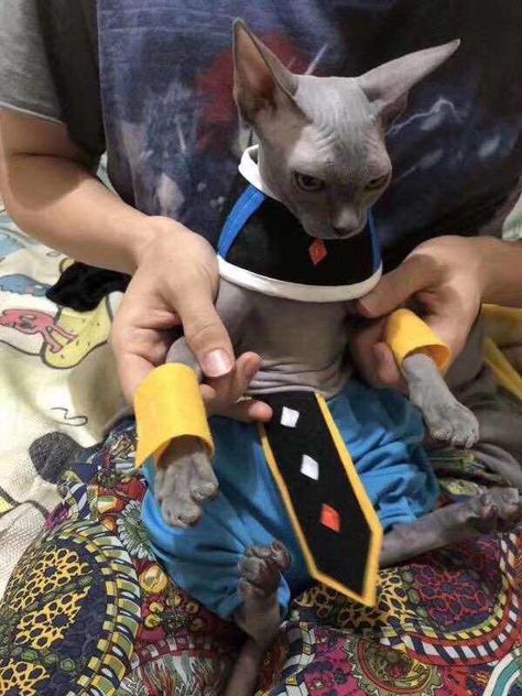 Beerus cat costume