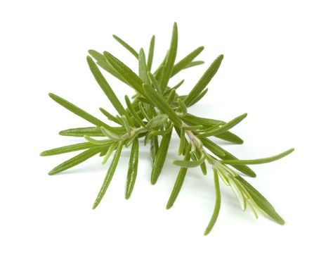 Let your local roast lamb speak for itself. Rosemary Health Benefits, Slow Roasted Lamb Shoulder, Slow Roast Lamb, Tattoo Plant, Essential Oils Rosemary, Improve Memory, Homemade Remedies, Garden Designs, Natural Herbs