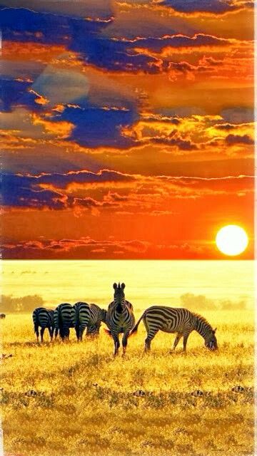 Awesome sunset Animals Tattoo, Sun Setting, Africa Safari, See Yourself, Amazing Sunsets, Arte Animal, African Animals, African Safari, Zebras