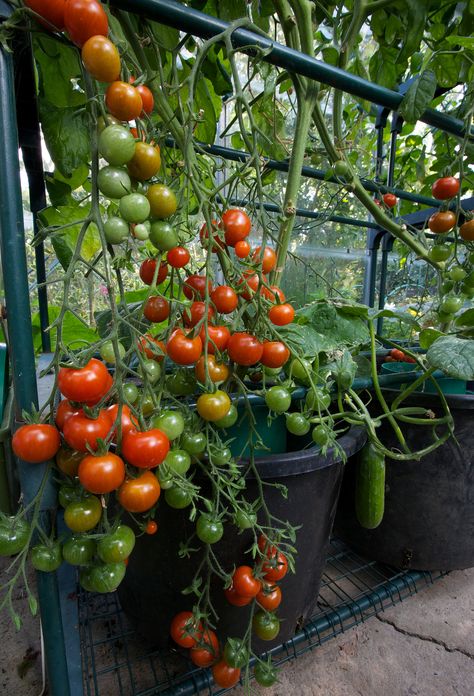 Succulent Care Indoor, Cherry Tomato Plant, Food Forest Garden, Tomato Farming, Native Plant Gardening, Gardening Trends, Veg Garden, Good Year, Tomato Garden