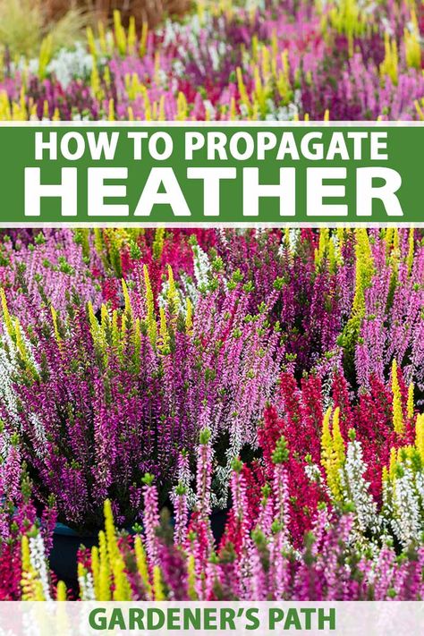 Heather Gardens, Heat Tolerant Plants, Pacific Northwest Garden, Heather Flower, Allium Flowers, Heather Plant, Contemporary Garden Design, Corner Garden, Redwood Tree