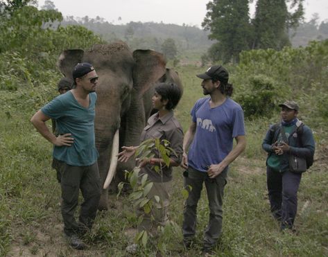 Review: In ‘Before the Flood,’ Leonardo DiCaprio Sounds the Climate-Change Alarm - The New York Times Raising Cattle, Before The Flood, Environmental Degradation, The Flood, Environmental Damage, My Buddy, Hollywood Celebrities, Leonardo Dicaprio, I Am Scared