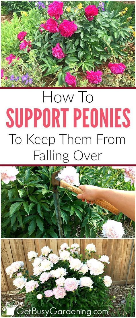 If peony flowers are left unsupported, they will fall over. Learn about peony supports, how to keep peonies from drooping, and other peony care tips. Peony Care Tips, Peony Support, Peony Care, Growing Peonies, Fall Over, Peonies Garden, Peony Flowers, Outdoor Flowers, Diy Garden Projects