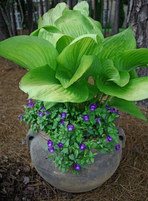 20 Hosta Container Ideas for Shade | Plant Combinations with Hostas Grow Moss, Planters Pottery, Outdoor Urns, Hosta Gardens, Hosta Plants, Container Ideas, Pottery Pots, Container Gardening Flowers, Garden Containers