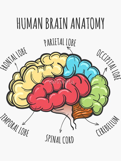 Brain Parts Drawing, Anatomy Of Brain, Human Brain Diagram, Brain Anatomy And Function, Human Brain Anatomy, Brain Diagram, Brain Parts, Brain Drawing, Occipital Lobe