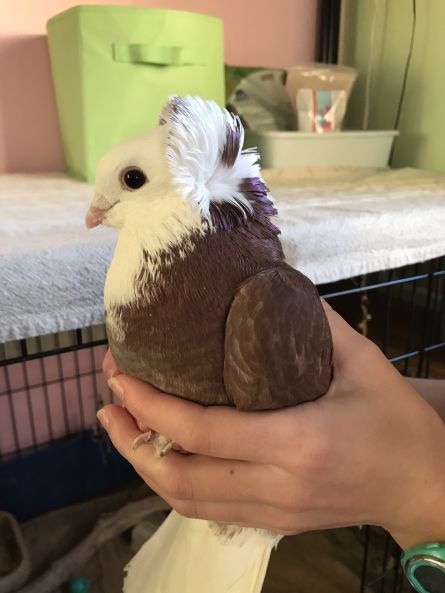 Fancy Pigeon Breeds, German Owl Pigeon, Old German Owl Pigeon, Owl Pigeon, Tattoos Pets, Fancy Pigeon, Fancy Pigeons, Pet Tattoo Ideas, Baby Pigeon