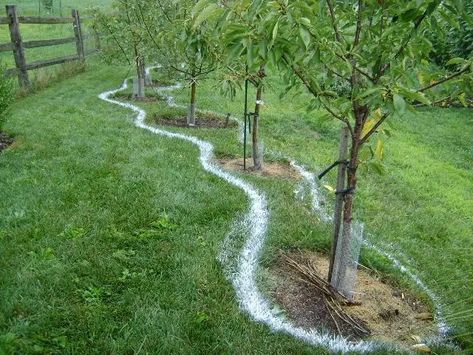 Fruit Tree Guild, Tree Guild, Fruit Trees Backyard, Fruit Tree Garden, Food Forest Garden, Growing Fruit Trees, Permaculture Gardening, Permaculture Design, Edible Landscaping