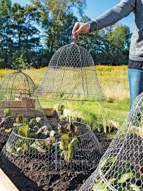 Chicken Wire Cloche, Wire Cloche, Garden Solutions, Veg Garden, Home Vegetable Garden, Have Inspiration, Vegetable Garden Design, Chicken Wire, Garden Structures