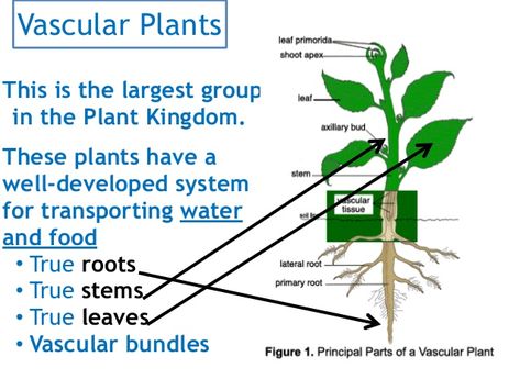 Vascular And Nonvascular Plants, Vascular And Nonvascular Plants Activity, Classifying Plants, Vascular System, Plant Classification, True Roots, Plant Activities, Biology Classroom, Plant Tissue