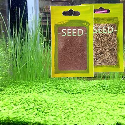 Amazon.com: Live Aquarium Plant Seeds Combo,Fresh Water Grass Plants Mini Leaf & Longhair Grass Small Pearl for Fish Tank Terrarium Aquatic Dwarf Carpet Decor Decoration : Pet Supplies Aquarium Grass, Plant Aquarium, Tank Terrarium, Fish Tank Terrarium, Grass Plants, Grass Carpet, Live Aquarium Plants, Water Grass, Fish Tank Plants