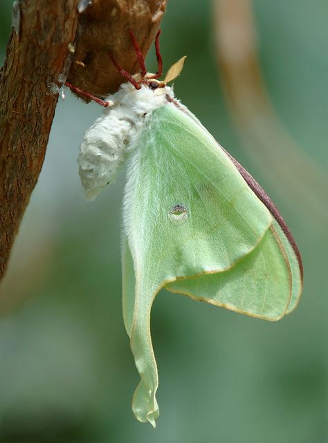 Luna Moth Cocoon, Luna Moth Side View, Moth Scientific Illustration, Luna Moth Aesthetic, Moth Fursona, Luna Moth Wings, Moth Fairy, Cute Moth, Jordan Hats