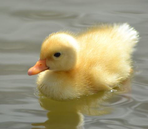 Baby Duck Wallpaper, Fluffy Duck, Duck Pictures, Duck And Ducklings, Duck Photo, Pet Ducks, Cute Ducklings, Yellow Animals, Baby Duck