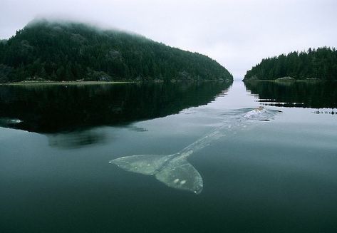 "The loneliest whale in the world" The 52-hertz whale... It's been nicknamed "the loneliest whale in the world". It sings a song like no other. 52 Hertz Whale, Baleen Whales, Curiosity Rover, Gray Whale, Open Ocean, Surface Water, Charles Darwin, Calm Water, Ocean Life