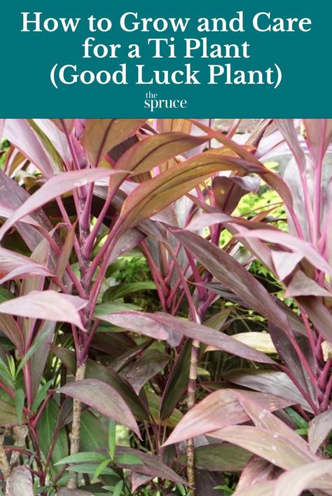 Ti Plant Landscaping, Ti Plant Care, Cordyline Plants, Cordyline Fruticosa, Ti Plant, Colorful Plant, Small Balcony Garden, Perennial Shrubs, Indoor Plant Care