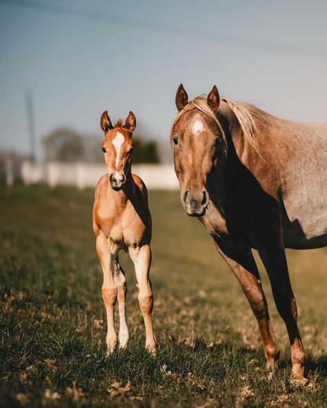 Katie Van Slyke Vs Code Red, Katie Van Slyke, Foal Photoshoot, All The Pretty Horses Penelope Cruz, Katie G Whipple, Star Stable Photography, Vs Code, Katie Melua, Fred And Ginger