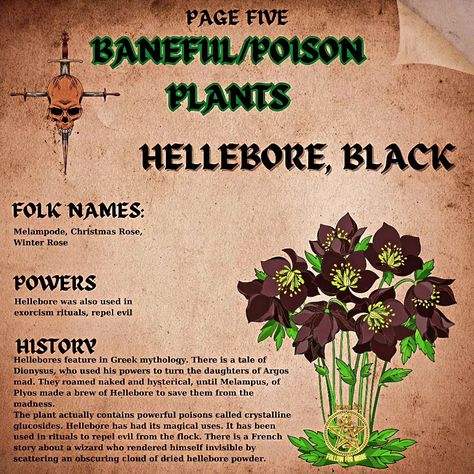 ## Be careful with these beauties! ☠️ (plantwitchery but hold the ouch) * **Not your average herb garden:** Plants like wolfsbane and nightshade are gorgeous, but SUPER poisonous! ‍♀️ Admire from afar! * **Respect the power:** These plants were used in rituals for protection or even curses in history. They're potent, so learn about them safely. * **Safety first!** NEVER ingest these plants or touch them without gloves. Kitchen herbs are your witchy plant friends! **Ever seen a plant tha... Curse Herbs, Poisonous Herbs Witchcraft, Poison Plant Tattoo, Poison Garden Plants, Flowers Poisonous, Witchy Poisonous Plants, Baneful Magick, Admire From Afar, Poisonous Flowers