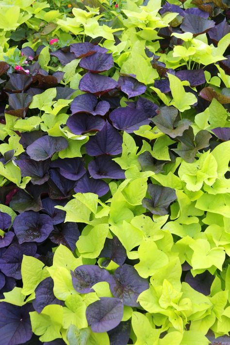 Vibrant purple and green sweet potato vine Potato Vine Planters, Shade Annuals, Sweet Potato Plant, Fast Growing Vines, Sweet Potato Vine, Hydrangea Bloom, Growing Vines, Black Thumb, Backyard Shade