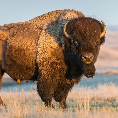 Hiker Rebecca Clark says she ended up with a hole in her back and lots of stickers and thorns, but otherwise she is OK Caprock Canyon State Park, Bison Art, Texas State Parks, Animal Inspiration, Desert Animals, American Bison, Apex Predator, Grizzly Bear, Inspiration Art