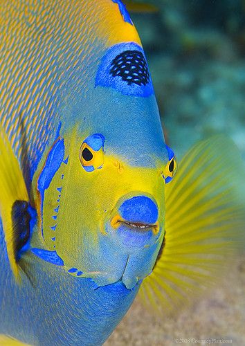 Queen Angelfish, Fauna Marina, Life Under The Sea, Beneath The Sea, Salt Water Fish, Beautiful Sea Creatures, Water Animals, Marine Fish, Underwater Creatures