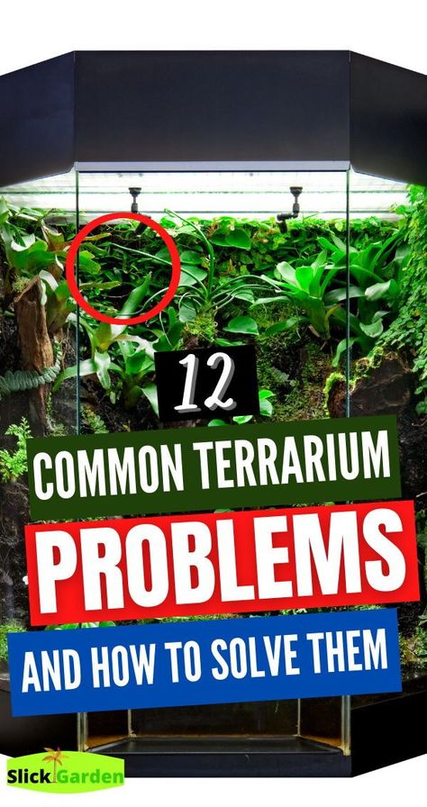 12 common terrarium problems and how to solve them. If you are planning for creating a succulent terrarium then you should keep in mind that they can only grow in an open terrarium. The reason is that succulents like to grow in good ventilation and need low humidity levels which is not possible in closed terrariums. Closed Terrarium Ideas, Moss Garden Terrarium, Moss Terrarium Ideas, Indoor Moss Garden, Terrarium Party, Terrarium Setup, Terrarium Closed, Self Sustaining Terrarium, Best Terrarium Plants