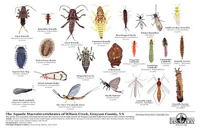 Project Fish Bugs from Blue Ridge Discovery Center, right in Mama's neighborhood! Aquatic Macroinvertebrates, Pond Dipping, Museum Ideas, Aquatic Insects, Nature Education, Frog Life, Outdoor Education, Environmental Education, Beautiful Bugs