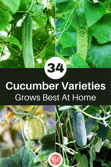 Types Of Cucumbers, Cucumber Varieties, Homemade Garden Decorations, Cucumber Canning, Mini Cucumbers, Summer Vegetables, Growing Cucumbers, Ripe Fruit, Kinds Of Shapes