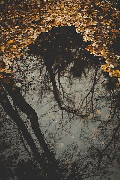 Gloomy Autumn, Autumn Reflections, The Reflection, Foto Tips, Beating Heart, Foto Art, Fall Aesthetic, Autumn Aesthetic, Autumn Garden