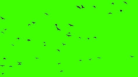 Birds flying on green screen background Green Screen Birds Flying Video, Green Screen Birds Flying, Flying Video, Screen Background, Tree Saw, Green Screen Backgrounds, Heart Tree, Cityscape Photos, Logo Banners