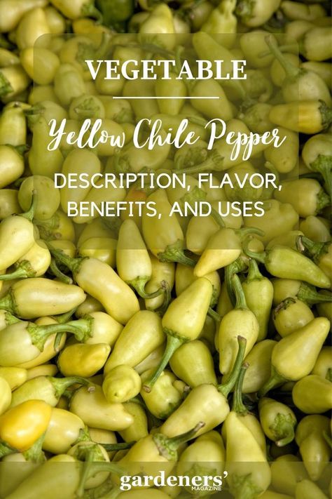 Yellow Chile Peppers: Description, Flavor, Benefits, And Uses Yellow Chili Peppers, Chili Pepper Recipes, Chile Peppers, Chile Pepper, Yellow Pepper, Garden Guide, Peppers Recipes, Chili Peppers, Planting Vegetables