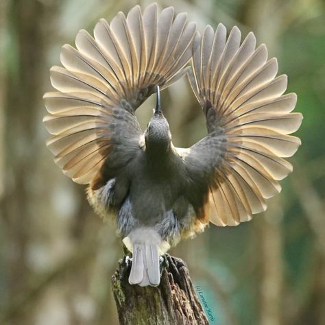 A juvenile Victoria's Riflebird, Ptiloris victoriae, the smallest of the riflebirds, was part of some courtship displays that I was so amazed to see. Not only to see this juvenile practising his routine, but also the adult male and female as well - seen in some of my other shots of this series. It was a spur of the moment decision for me to stay in this area AND it was several months outside the riflebirds normal time for this to happen! Yes I reckon I won an avian lottery to see such brilliance Bird Wings, Airbrush Art, Nature Birds, All Birds, Bird Pictures, Exotic Birds, Pretty Birds, Colorful Birds, Exotic Flowers