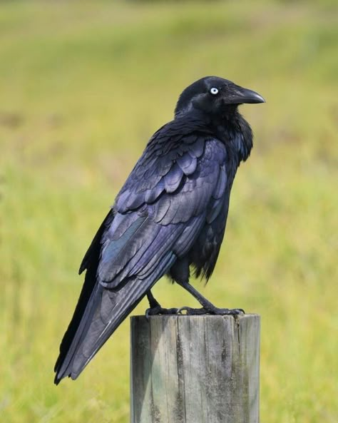 Raven Reference Photo, Australian Raven, Crow Pictures, Bird Identification, Raven Art, Crows Ravens, Animal Study, Underwater Creatures, Sketch A Day