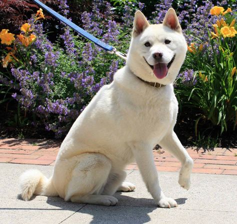 Korean Jindo, Jindo Dog, Dog Breeds Pictures, All Breeds Of Dogs, Dog Breeds Medium, Purebred Dogs, Horses And Dogs, Types Of Dogs, Hula Hoop