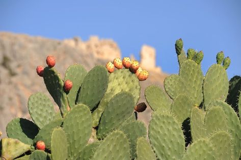 Flower Pokemon, Flower Trailer, Flower Movie, Flower Bookey, Cactus Garden Design, Prickly Pear Flowers, Portland Garden, How To Grow Cactus, Flower Film