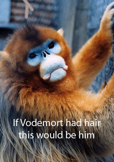 Animals are amazing parents!! Harry Potter Stone, Snub Nosed Monkey, Types Of Monkeys, Proboscis Monkey, Monkey See Monkey Do, Non Human, Nerd Herd, Hilarious Memes, Weird Creatures