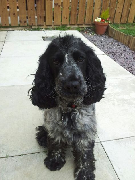 Dillon. Blue roan cocker spaniel. Cocker Spaniel Blue Roan, Roan Cocker Spaniel, Show Cocker Spaniel, Blue Roan Cocker Spaniel, Tips For Dogs, Black Cocker Spaniel, Spaniel Breeds, Working Cocker, Blue Roan