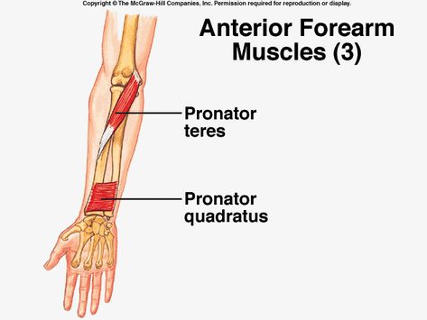 pronator teres | Pronator Teres | Anatomy Study Buddy Forearm Muscle Anatomy, Pronator Teres, Hand Therapy Exercises, Anatomy Flashcards, Radial Nerve, Human Muscle Anatomy, Muscle System, Median Nerve, Anatomy Bones