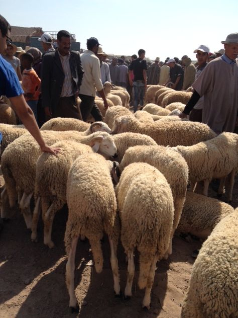 Eid al Adha in Morocco: MarocMama {Parenting and Faith on Alldonemonkey.com} Eid Adha, Holidays Around The World, Natural Parenting, My Sons, Childrens Games, Eid Al Adha, Spiritual Path, World Cultures, North Africa