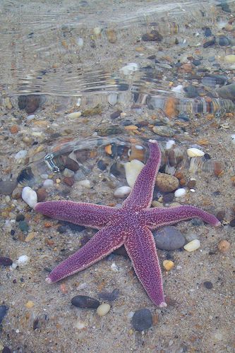 Purple Mermaid Aesthetic, Nauset Beach, No Ordinary Girl, Purple Beach, Scene Setters, Coconut Dream, Purple Vibe, Mazzy Star, Purple Mermaid