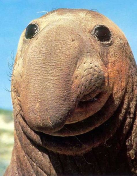 Secret To Happiness: Good humor, kindness, relentless optimism, and a long floppy nose-like facial appendage. Elephant Seal, A Seal, An Animal, Elephant, Animals