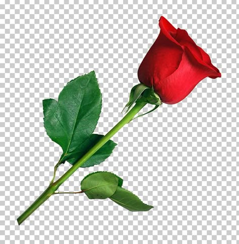 Png Flowers Hd, Flowers Png Hd, Rose Clip Art, Red Rose Png, Rose Flower Png, Hd Rose, Flower Png Images, Yellow Cloud, Rose Png