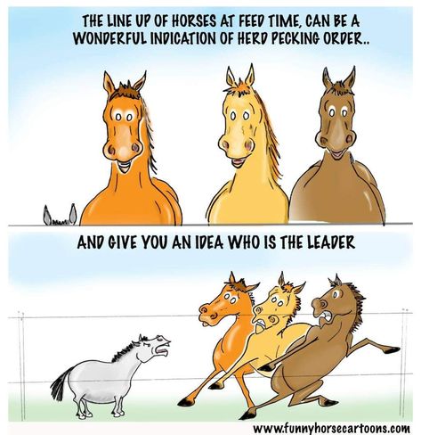 Funny Equestrian, Halloween Comics, Funny Horse Memes, Horse Humor, Horse Memes, Horse Quotes Funny, Funny Horse Pictures, Horse Jokes, Pecking Order