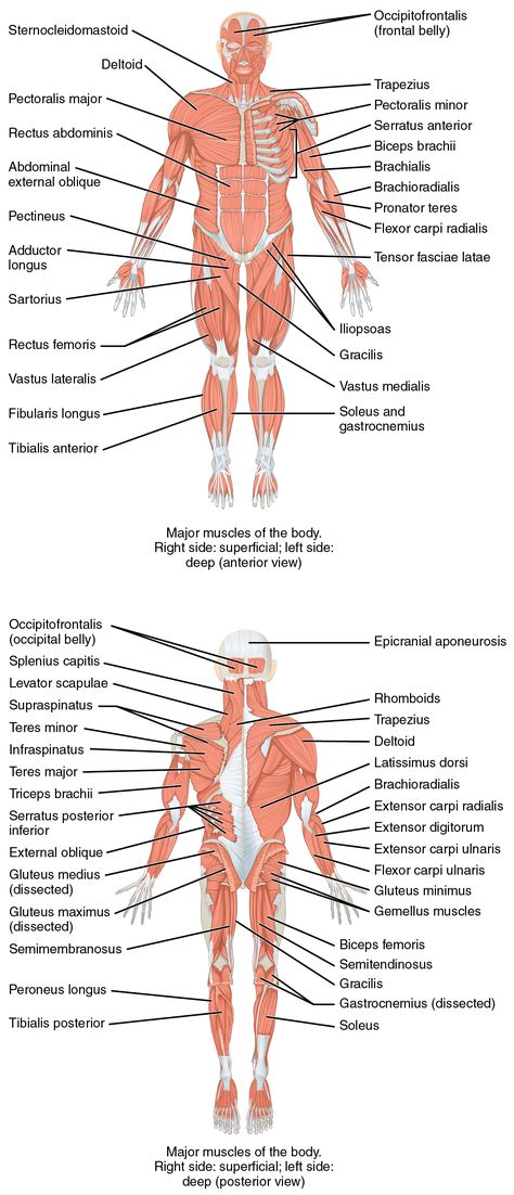 On the anterior and posterior views of the muscular system above, superficial muscles (those at the surface) are shown on the right side of the body while deep muscles (those underneath the superficial muscles) are shown on the left half of the body. For the legs, superficial muscles are shown in the anterior view while the posterior view shows both superficial and deep muscles. Muscular System Labeled, Skeletal Muscle Anatomy, Anatomi Dan Fisiologi, Human Body Muscles, Human Body Diagram, Body Muscle Anatomy, Muscular System Anatomy, Human Muscular System, Muscle Diagram