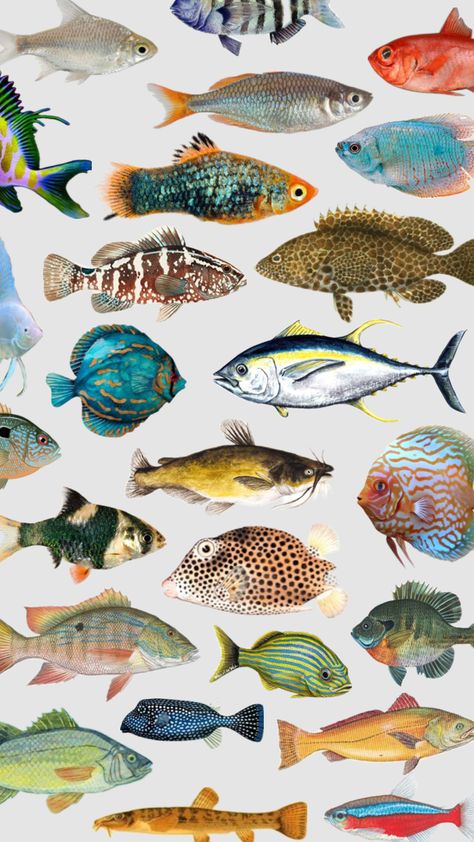 fish #fish #fishing #ocean #seaanimal Fish Fish, Sea Animals, Fishing, Fish, Collage