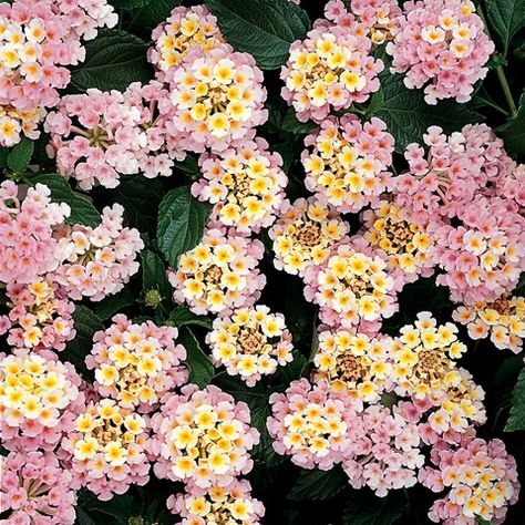 Landmark pink dawn lantana Lantana Bouquet, Lantana Flower, Lantana Plant, Wholesale Plants, Green Industry, Garden Beds, Wedding Theme, The Pink, Flowers Bouquet