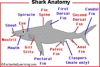 Sharks - What is a Shark?- Enchanted Learning Shark Anatomy, Shark Activities, Shark Week Party, Ocean Projects, All About Sharks, Ocean Theme Classroom, Shark Facts, Shark Drawing, Ocean Unit