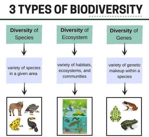 Types of Biodiversity👇 https://biologymam.com/the-living-world/#Types_of_Biodiversity Types Of Biodiversity, Bacillus Anthracis, Phylogenetic Tree, Dna Sequence, State Of Being, Molecular Biology, Human Activity, American English, Plant Species