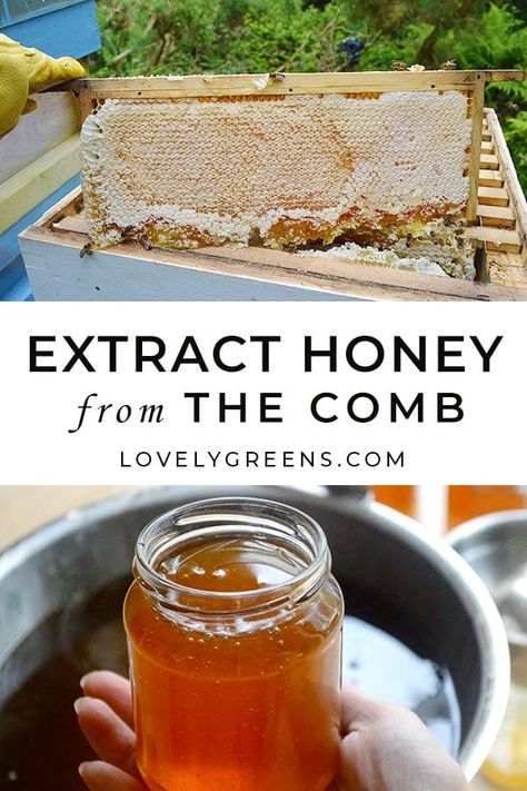 How to extract honey from the comb: a small-scale beekeeper shares the full process of taking honey from the hives and extracting it into jars #beekeeping #homesteading #foodinjars #preserving Beekeeping Diy, Honey Processing, Picking Berries, Lovely Greens, Honey Extractor, Backyard Bee, Beekeeping For Beginners, Raising Bees, Homestead Ideas