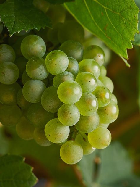 Australian Wine | Chardonnay Chardonnay Wine, White Grape, Australian Wine, Stone Fruit, Roast Chicken, A Typical, Chardonnay, Grapes, Around The World